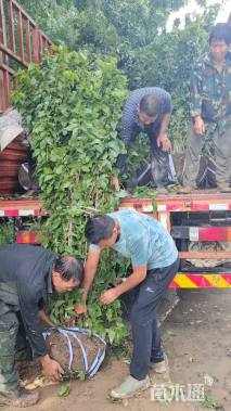 高度220厘米丛生蜡梅