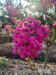 高度250厘米红花紫薇