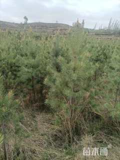 高度500厘米油松