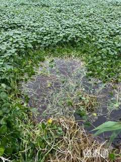 高度10厘米铜钱草