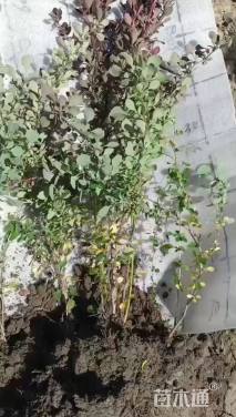 高度40厘米红叶小檗