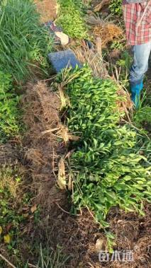 高度40厘米大叶黄杨小苗