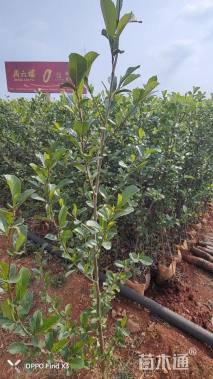 0.3公分川滇桤木