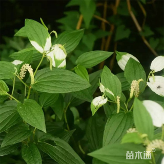 高度20厘米三白草