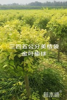 冠幅100厘米金叶榆球