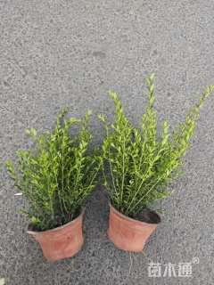 高度20厘米亮绿忍冬