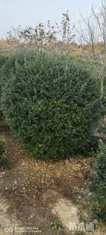 冠幅250厘米小叶女贞球