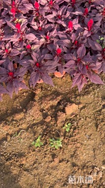 高度20厘米鸡冠花