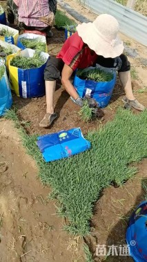 高度10厘米地被石竹