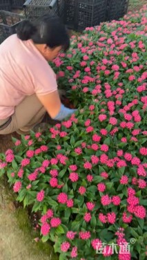 高度10厘米五星花