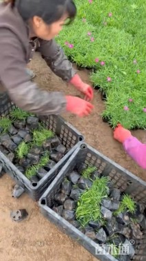 高度30厘米石竹