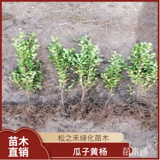 高度40厘米瓜子黄杨