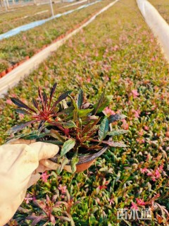 高度15厘米红花山桃草