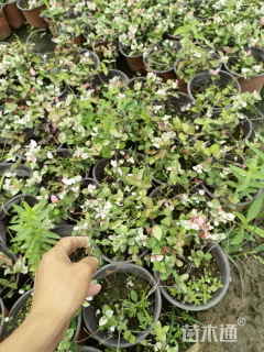 主蔓长20厘米花叶络石
