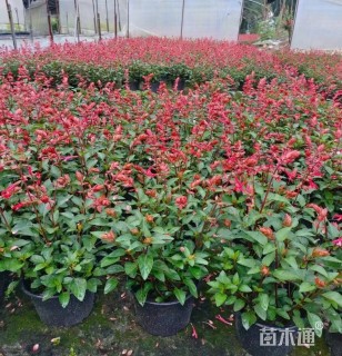 高度35厘米超级一串红