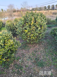 冠幅140厘米金森女贞球