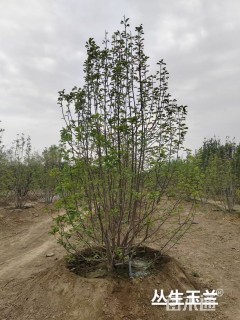 高度200厘米丛生玉兰