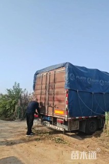 高度50厘米德国鸢尾