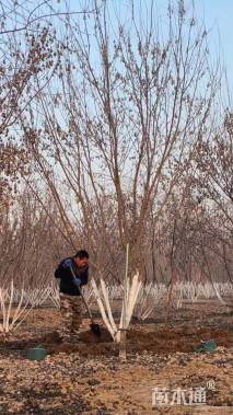 高度500厘米丛生茶条槭