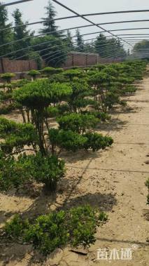 高度150厘米小叶黄杨