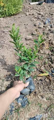 高度30厘米龙船花