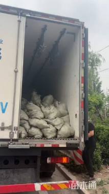 高度30厘米水葱