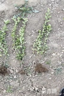 高度40厘米大叶黄杨小苗