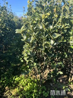 高度35厘米北海道黄杨小苗