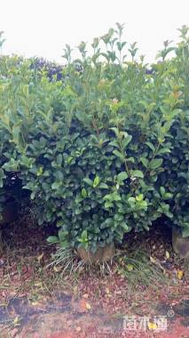 高度40厘米欧洲荚蒾