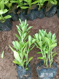 高度15厘米三七景天