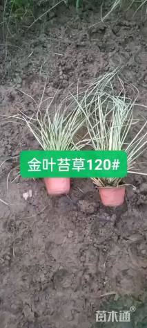 高度18厘米金丝苔草