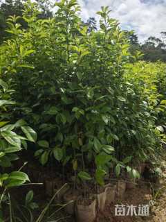 0.8公分红果冬青