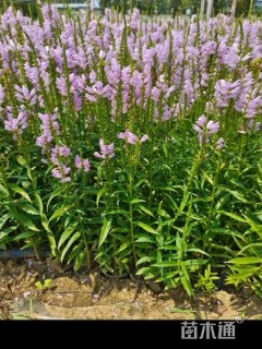 高度10厘米假龙头