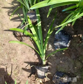 高度40厘米百子莲