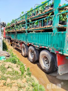 高度50厘米荷花