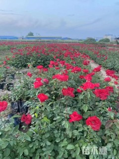 高度30厘米红帽月季