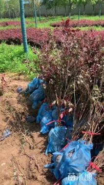 高度50厘米密枝红叶李