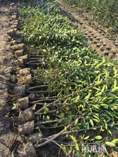 高度120厘米法国冬青