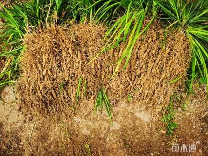 高度10厘米玉龙草