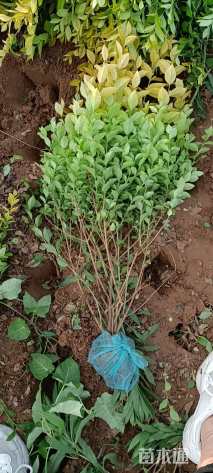 高度80厘米金叶女贞小苗