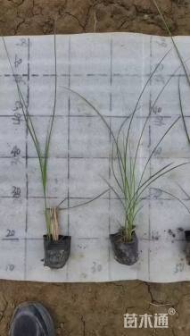 高度40厘米细叶芒