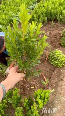 高度20厘米小叶黄杨