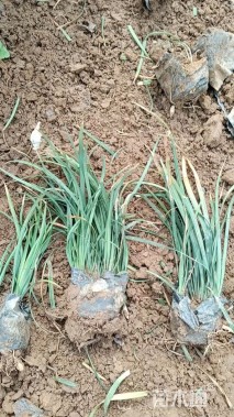 高度10厘米麦冬