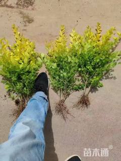 高度30厘米金叶女贞小苗