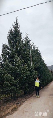 高度420.厘米云杉
