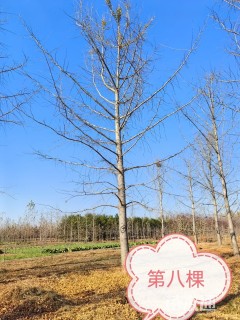 35公分银杏