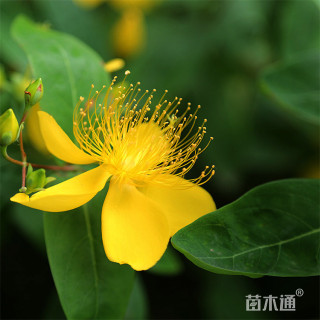 高度40厘米金丝桃小苗