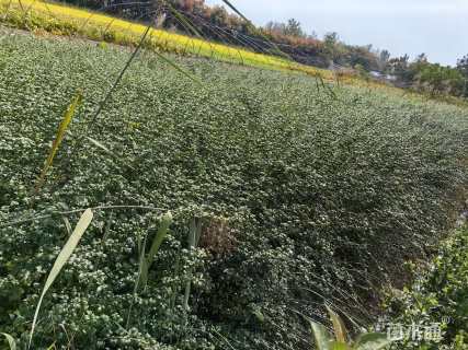 高度50厘米迎春花