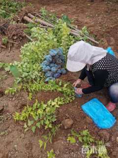 高度100厘米金叶风箱果