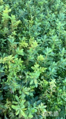 高度30厘米毛鹃